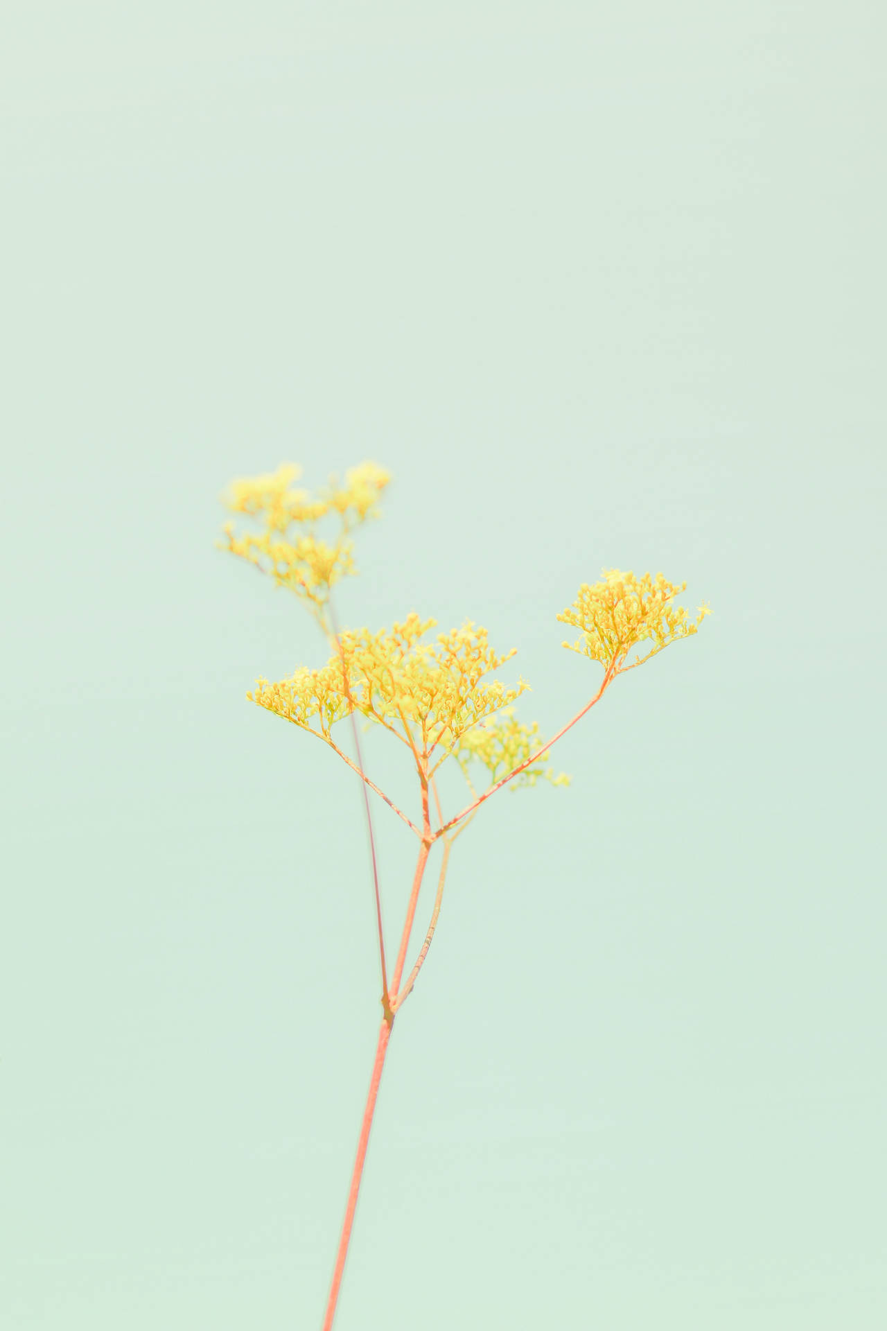Solid Pastel Color Green Flower Wallpaper