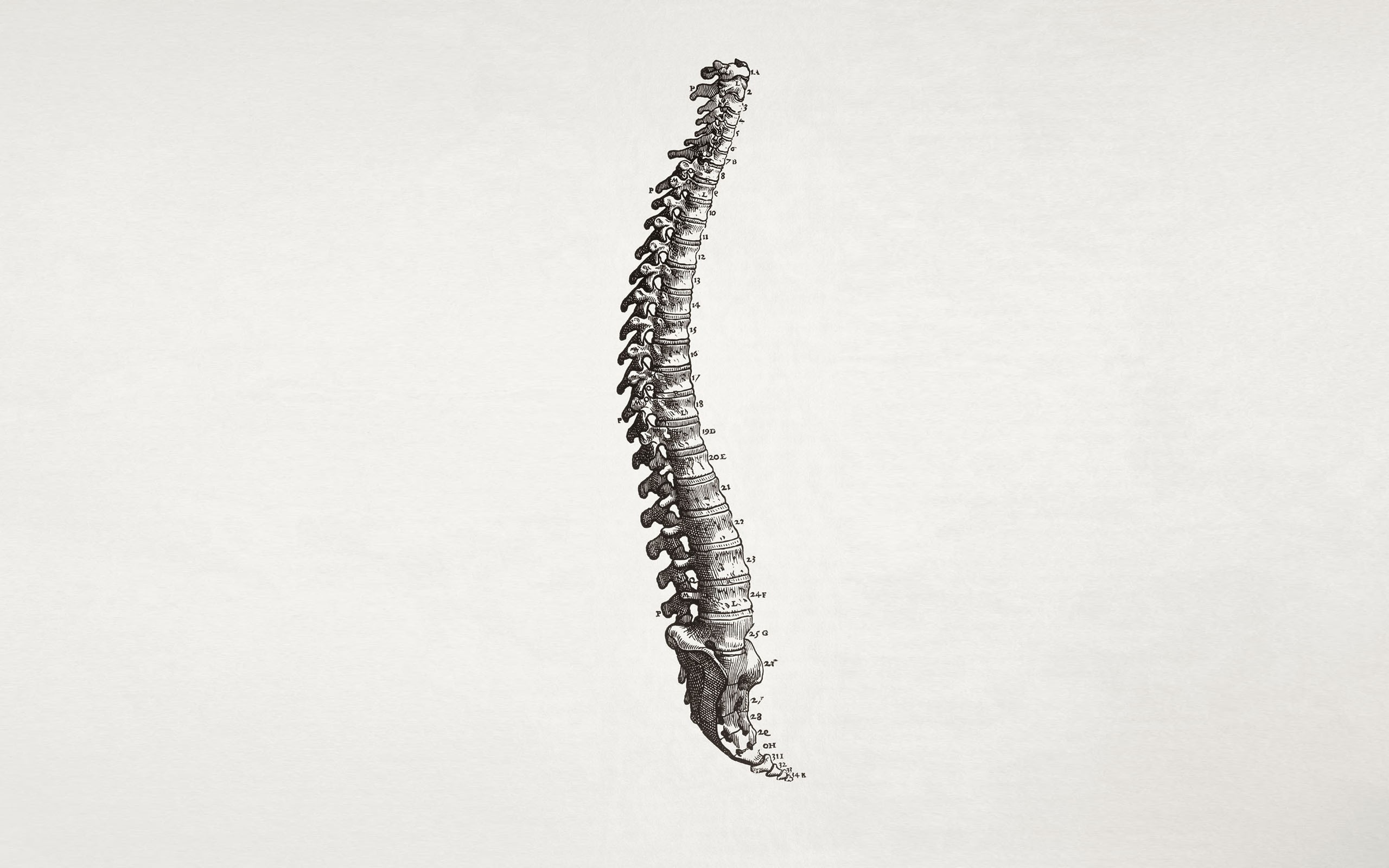 Spine Simple Background Minimalism Bones Medicine Wallpaper