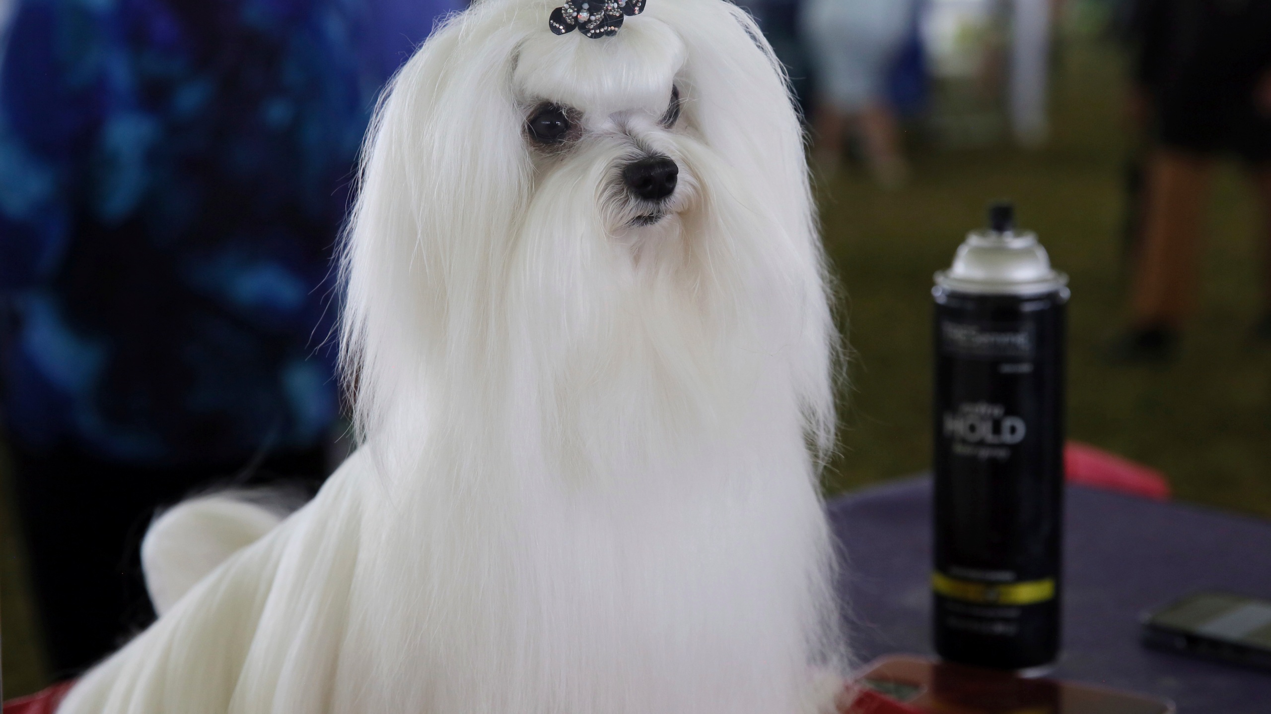 Westminster Dog Show Gets Finalists And One Has Nfl Ties Kget