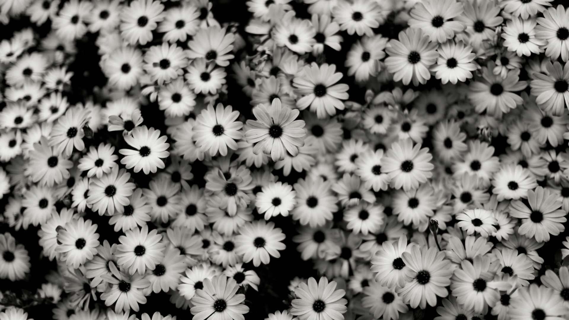 Black White Flowers Grey Daisies Wallpaper MixHD