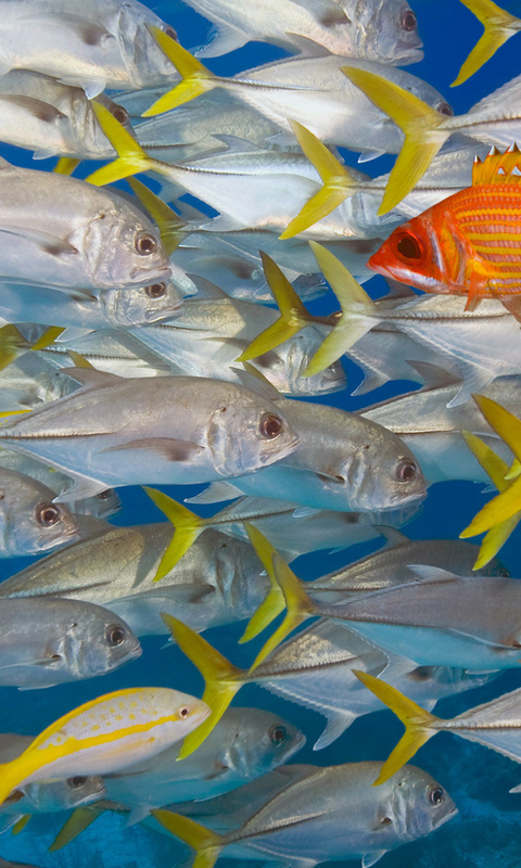 Bing Underwater Fish Tuna School Of