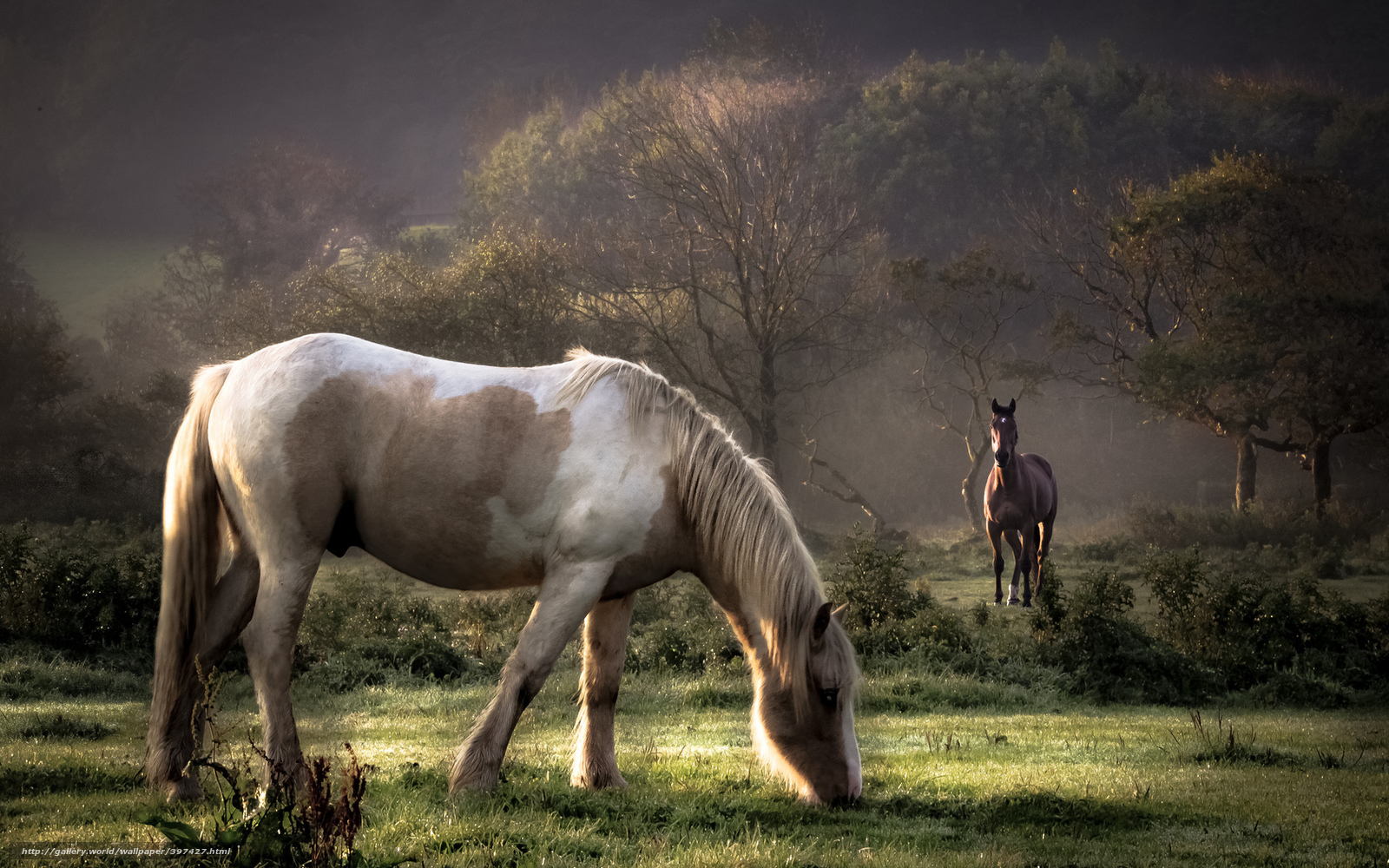 Wallpaper Horse Pasture Morning Fog Desktop