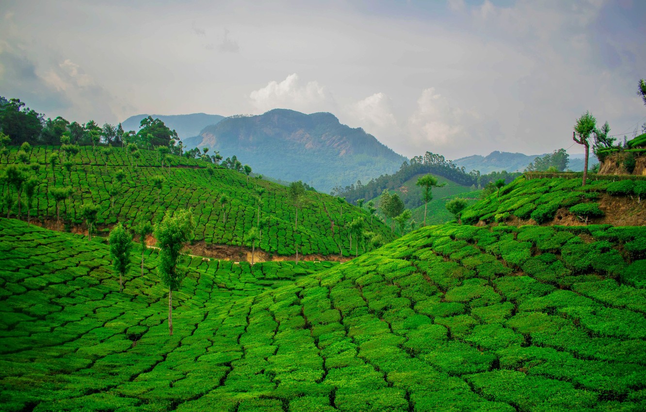 Wallpaper Green Tea Plantation Ceylon Image For Desktop