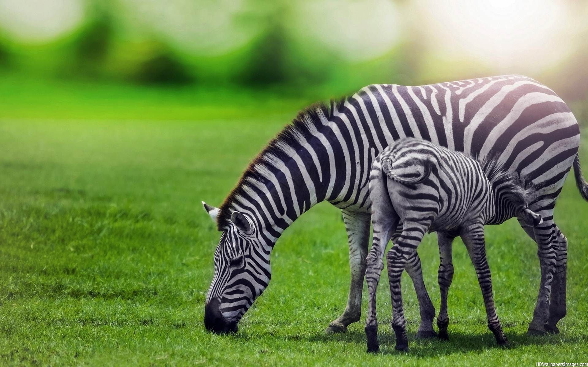 Share The Post Zebra Animal Wallpaper HD For Desktop