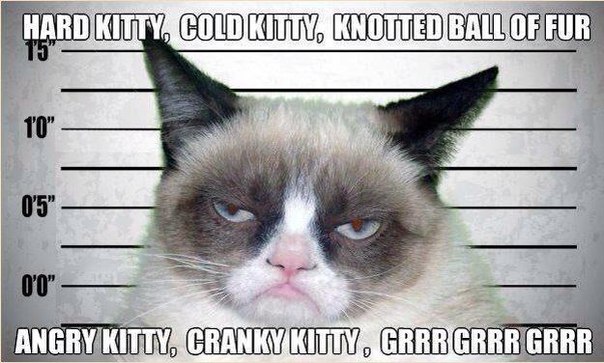 Grumpy Cats Song