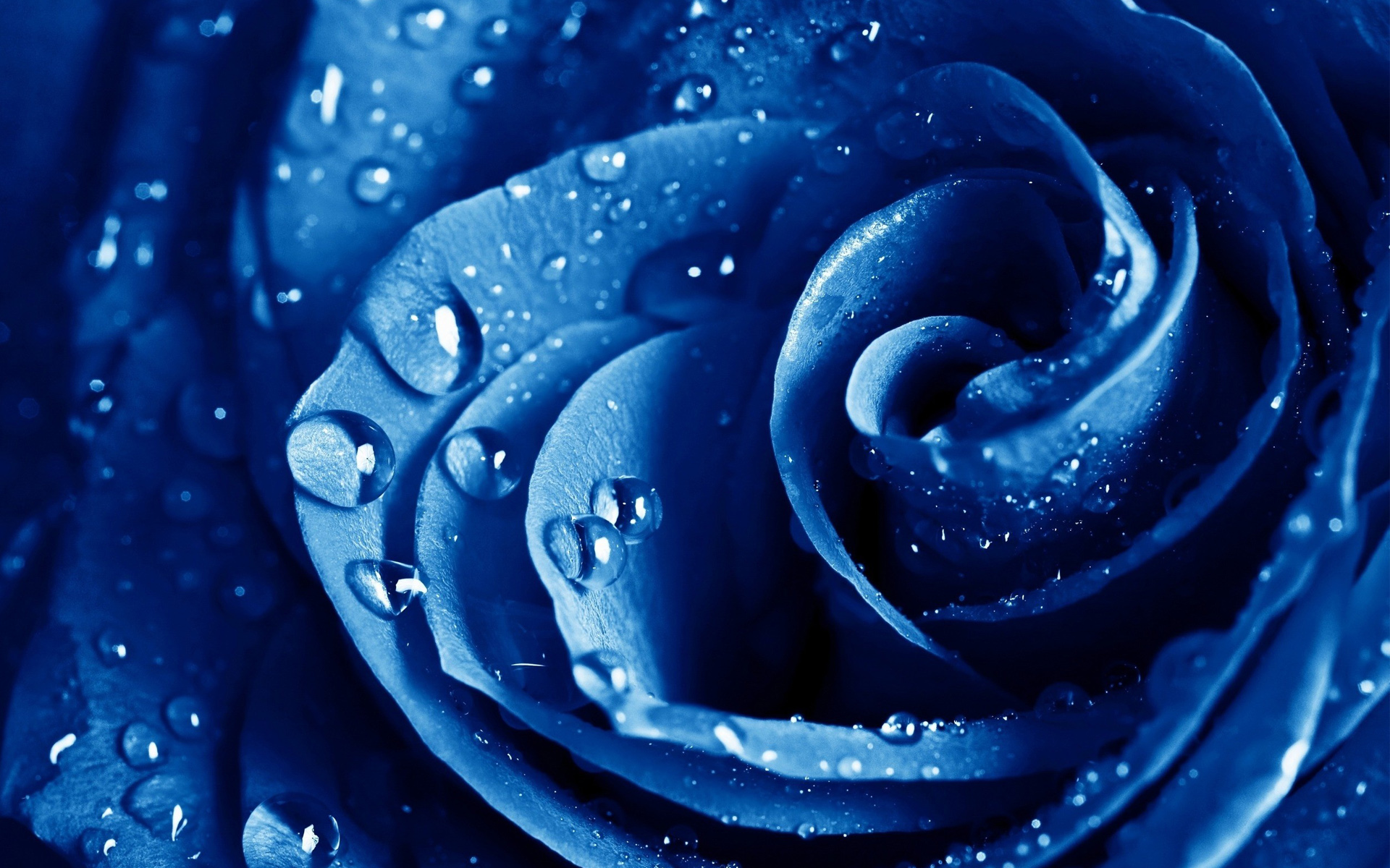 Wet Drops Blue Rose Wallpaper HD