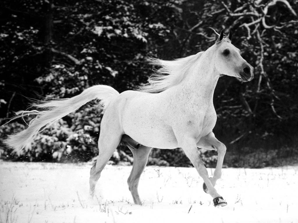 Beautiful Wallpaper White Horse