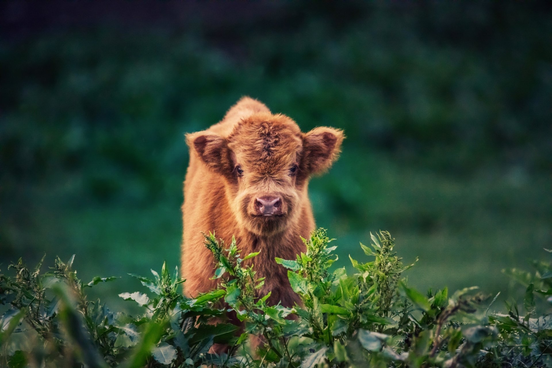 Farm Animals Wallpaper