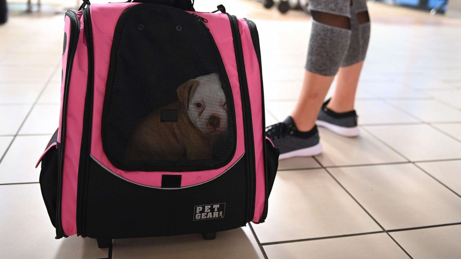 Nightmare Scenarios As Travelers Attempt To Fly With Pets Amid
