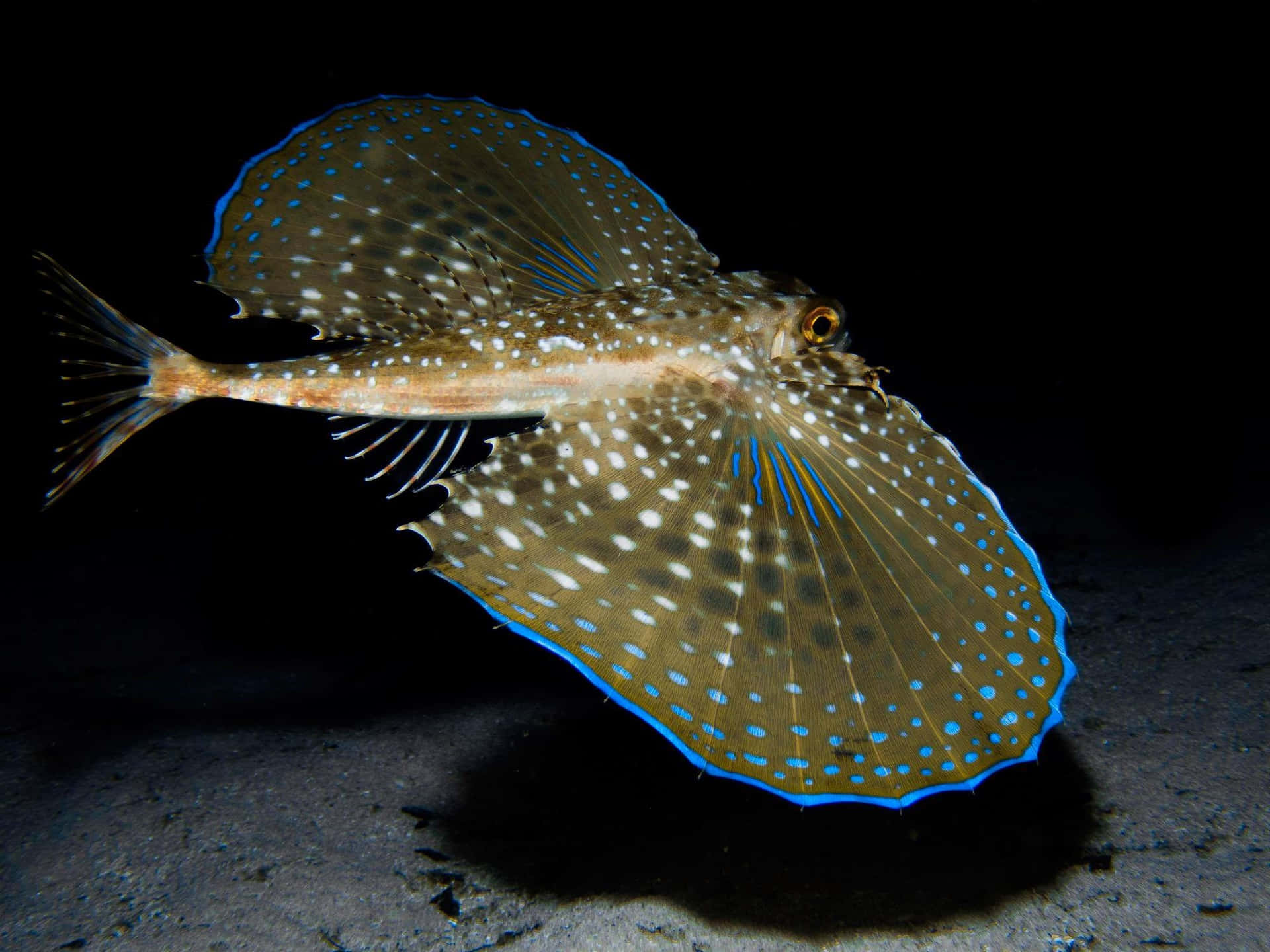 Flying Gurnard Wallpaper