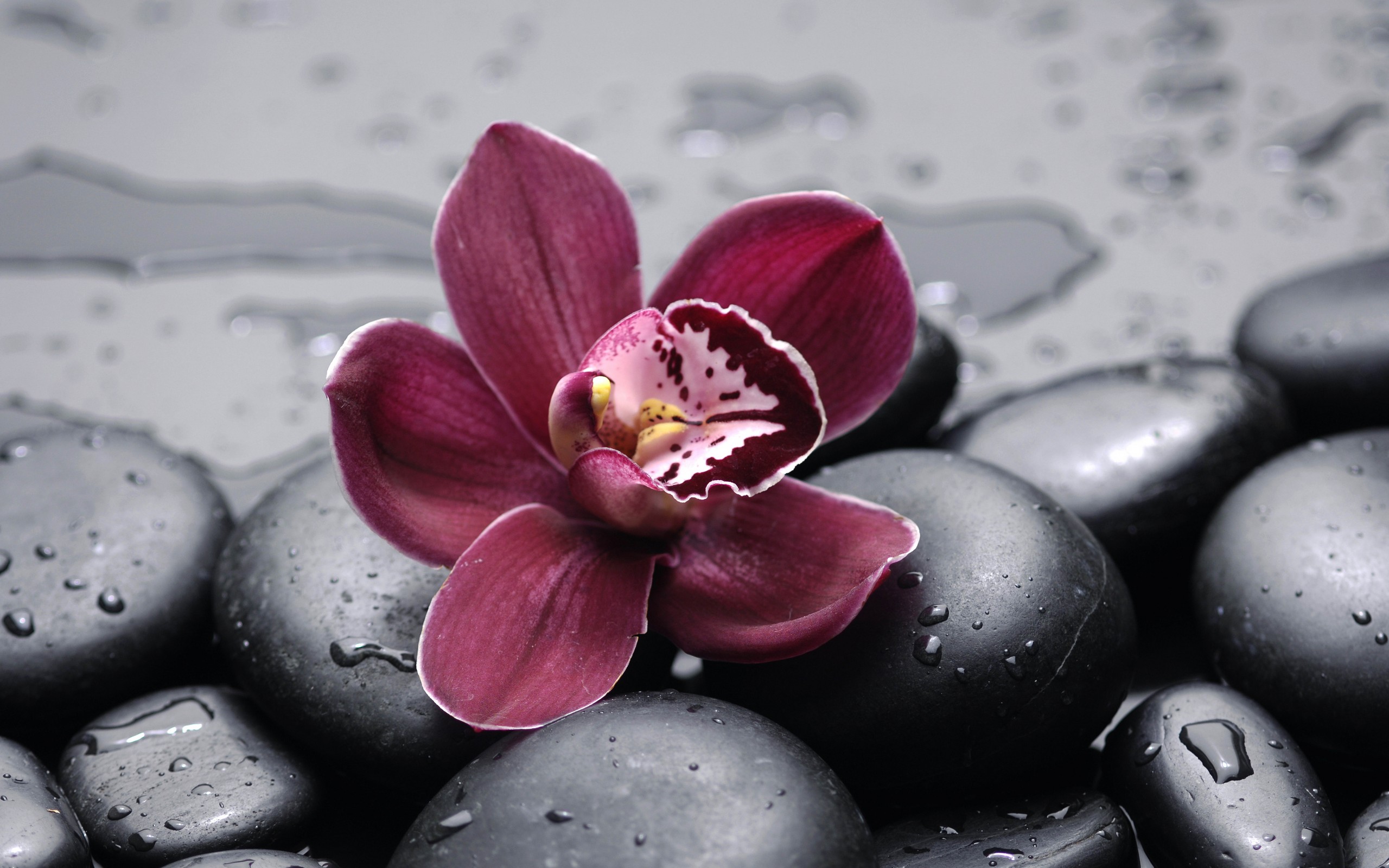 Orchid HD Wallpaper Background Image