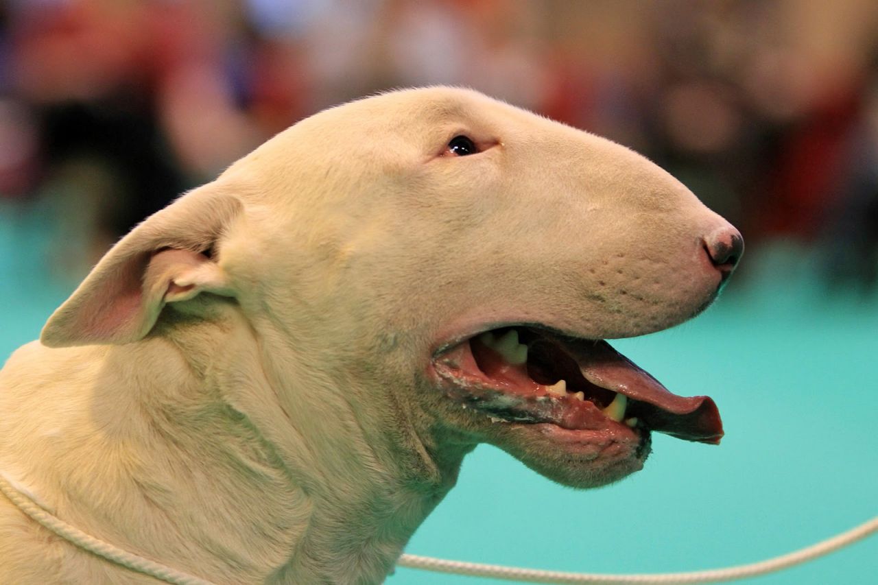 Ugly Dog Pictures Desktop Background For