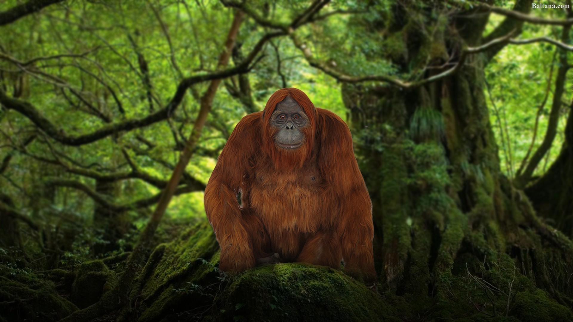 Orangutan Wallpaper HD Background Image Pics Photos
