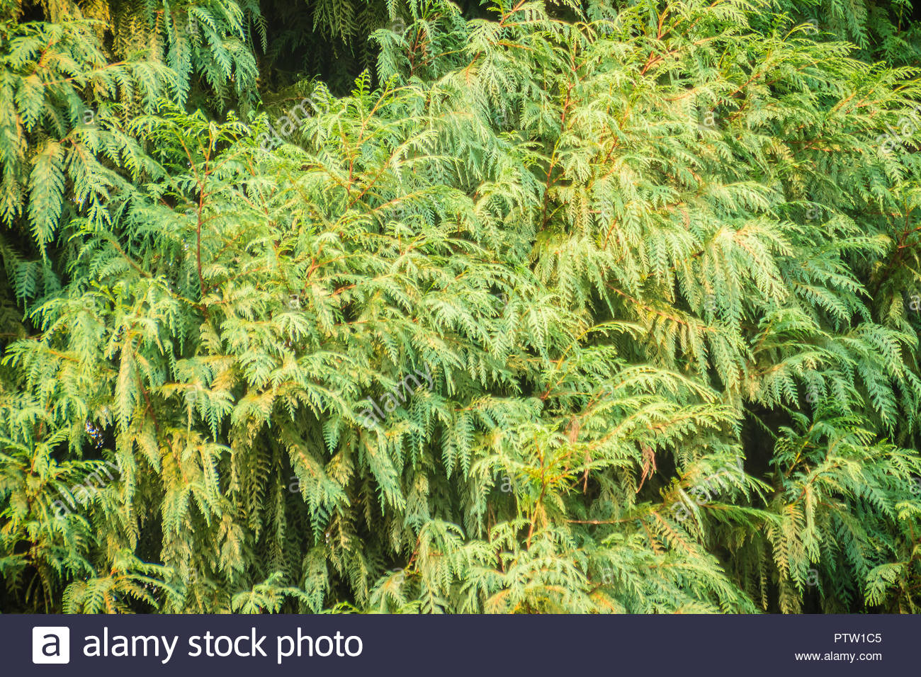 Evergreen Microbiota Decussata Siberian Carpet Cypress Russian