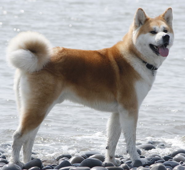 Akita Inu Photos And Wallpaper The Beautiful Pictures