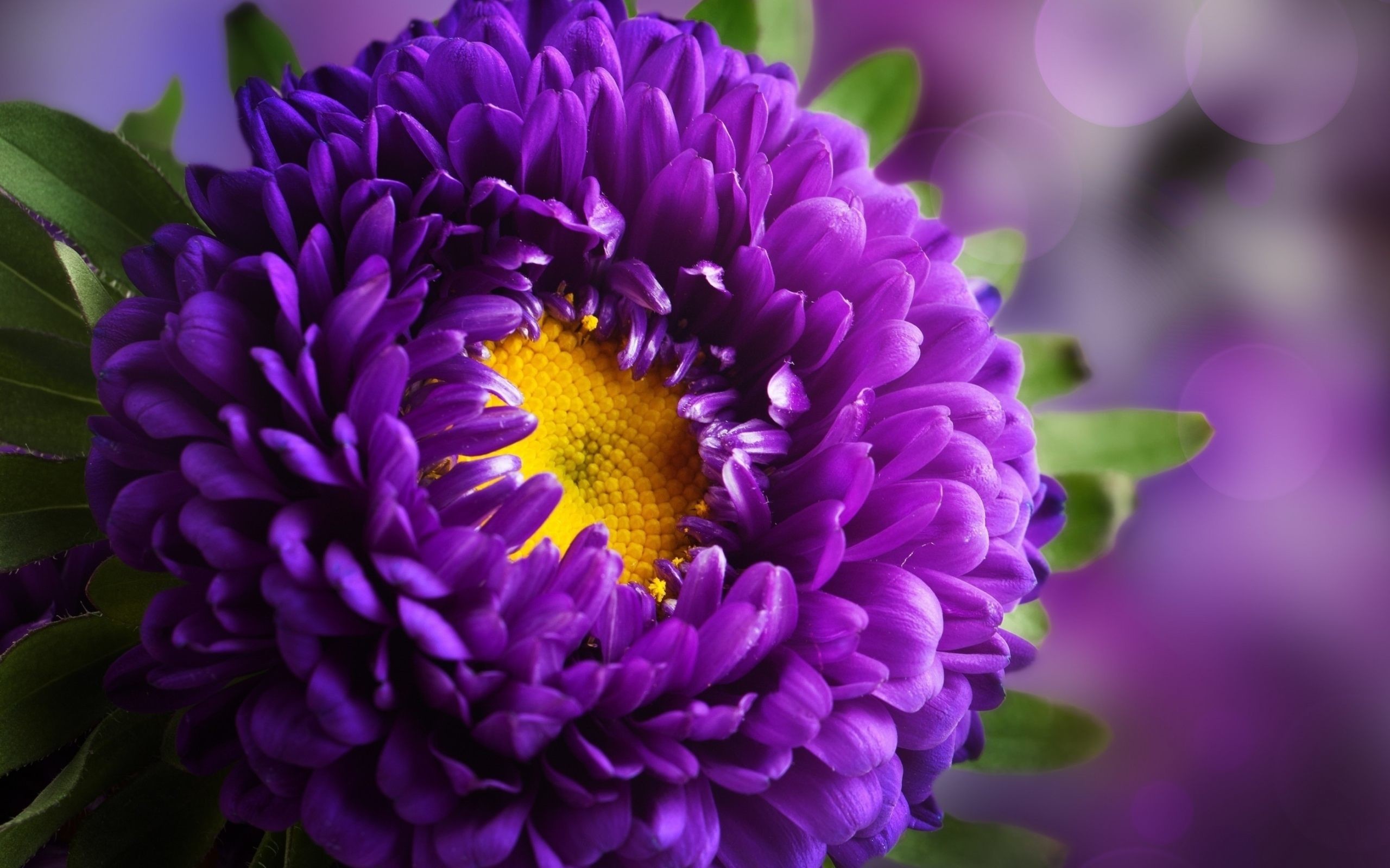 Purple Flower Wallpaper