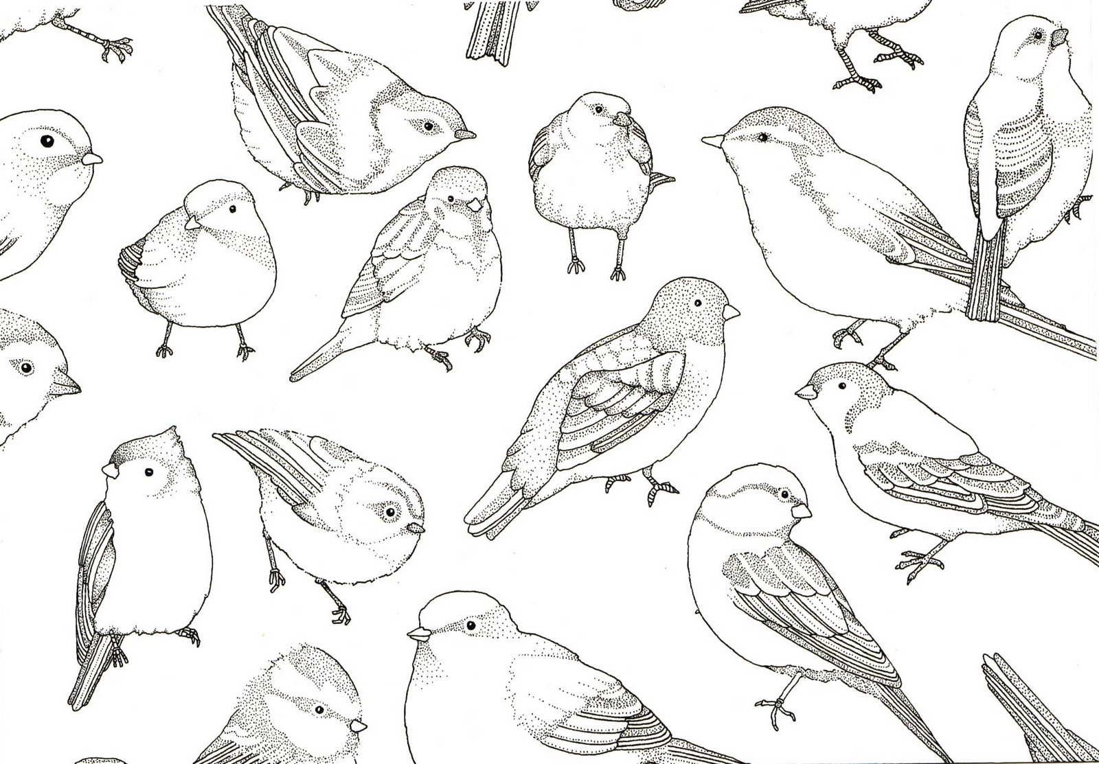 Bird Print Wallpaper Which Is Under The Birds