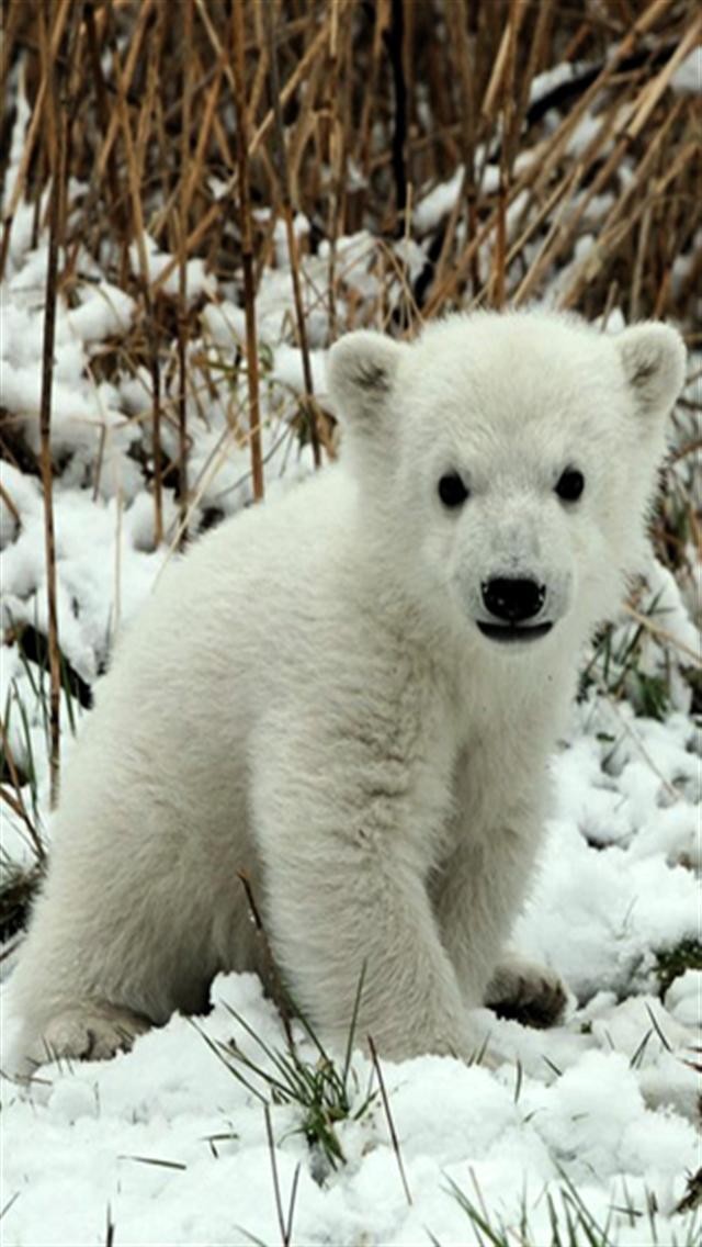Polar Bear Animal iPhone Wallpaper S 3g