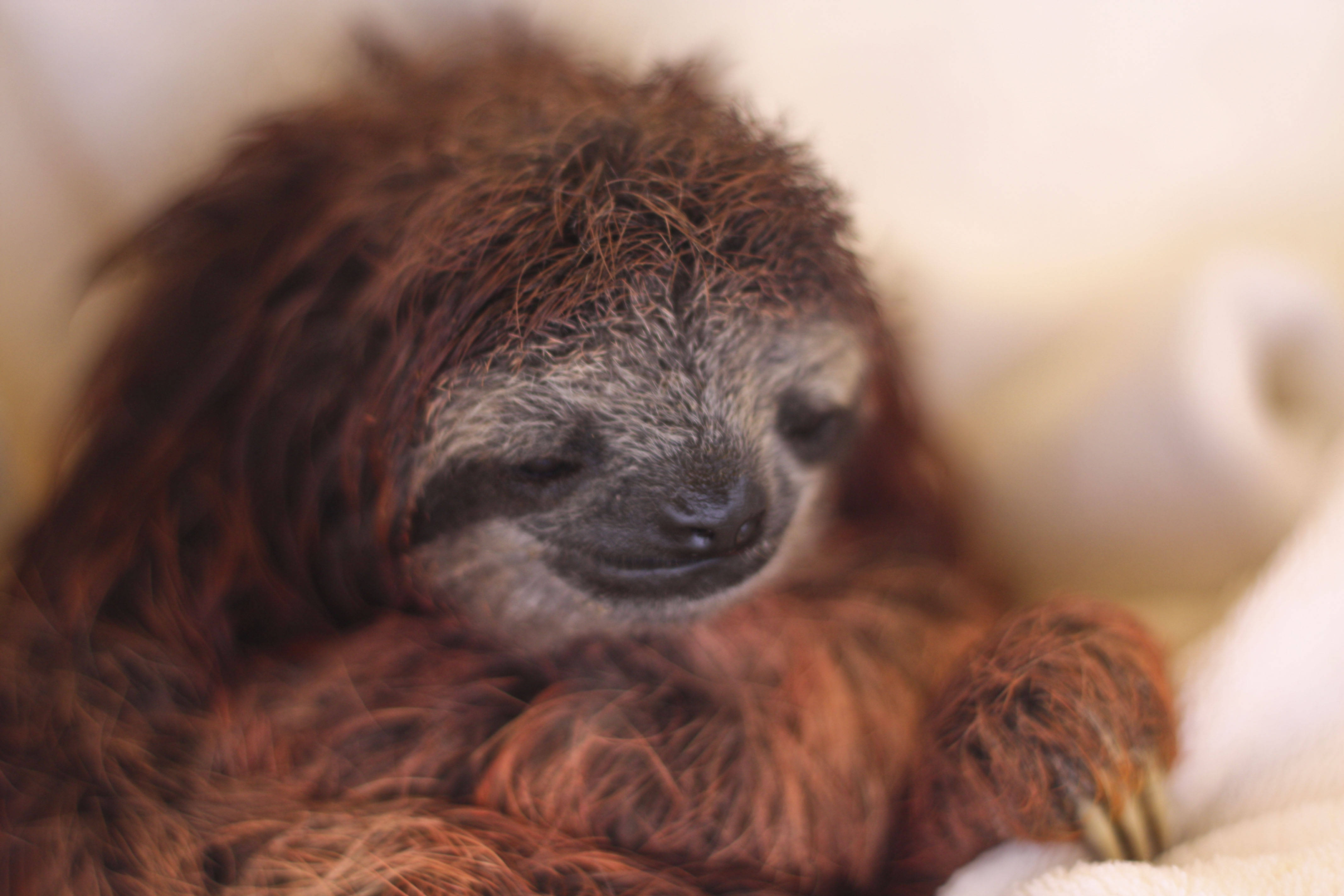 sloth sloth wallpaper