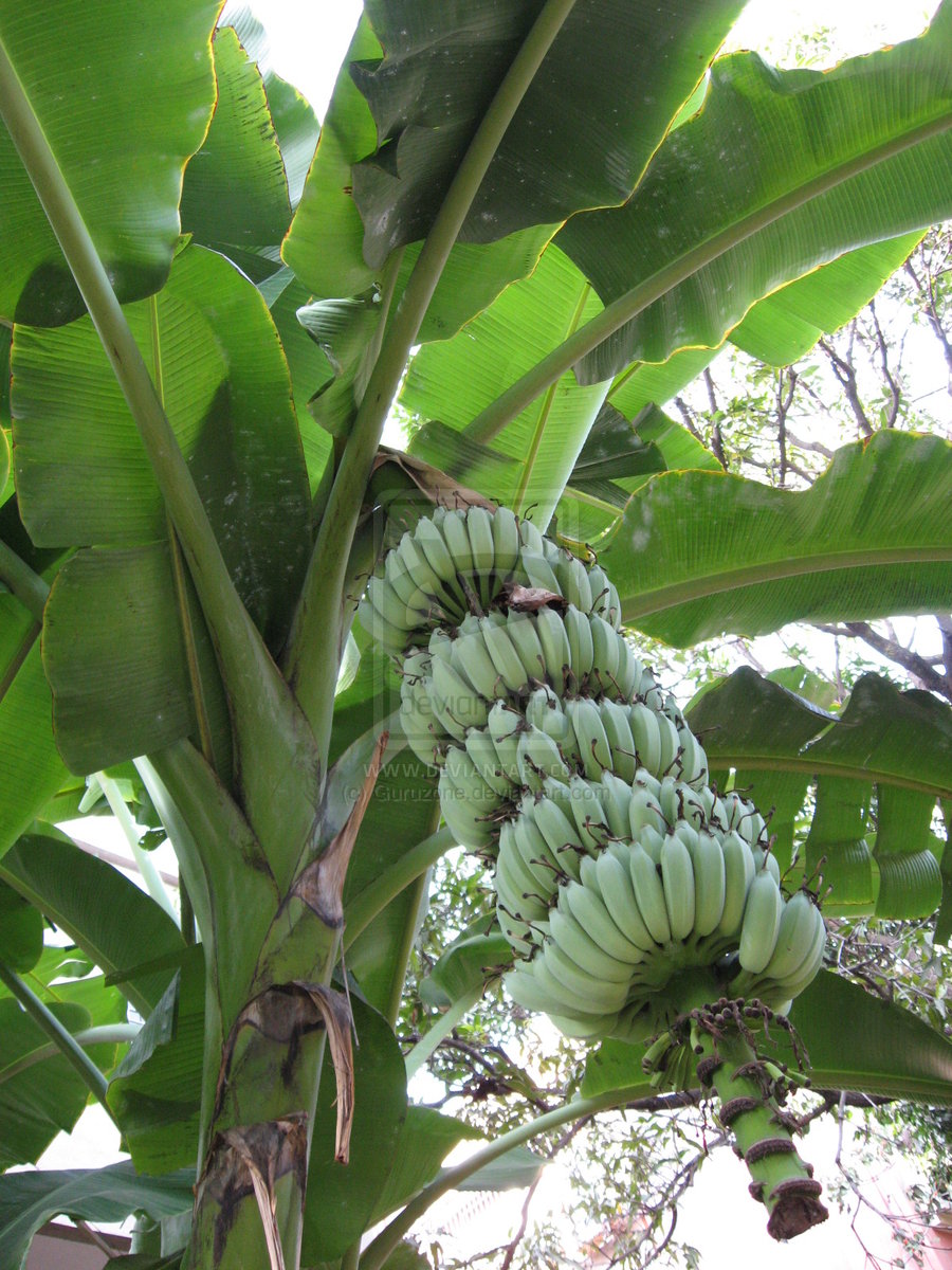  Plants Nature Flowers Trees Plants The Banana Tree Has A Very Special