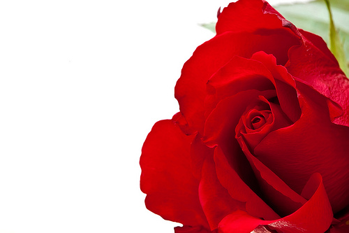 Red Rose On White Background Photo Sharing
