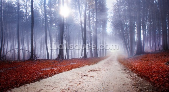 Mystical Forest Road Wall Mural Wallpaper