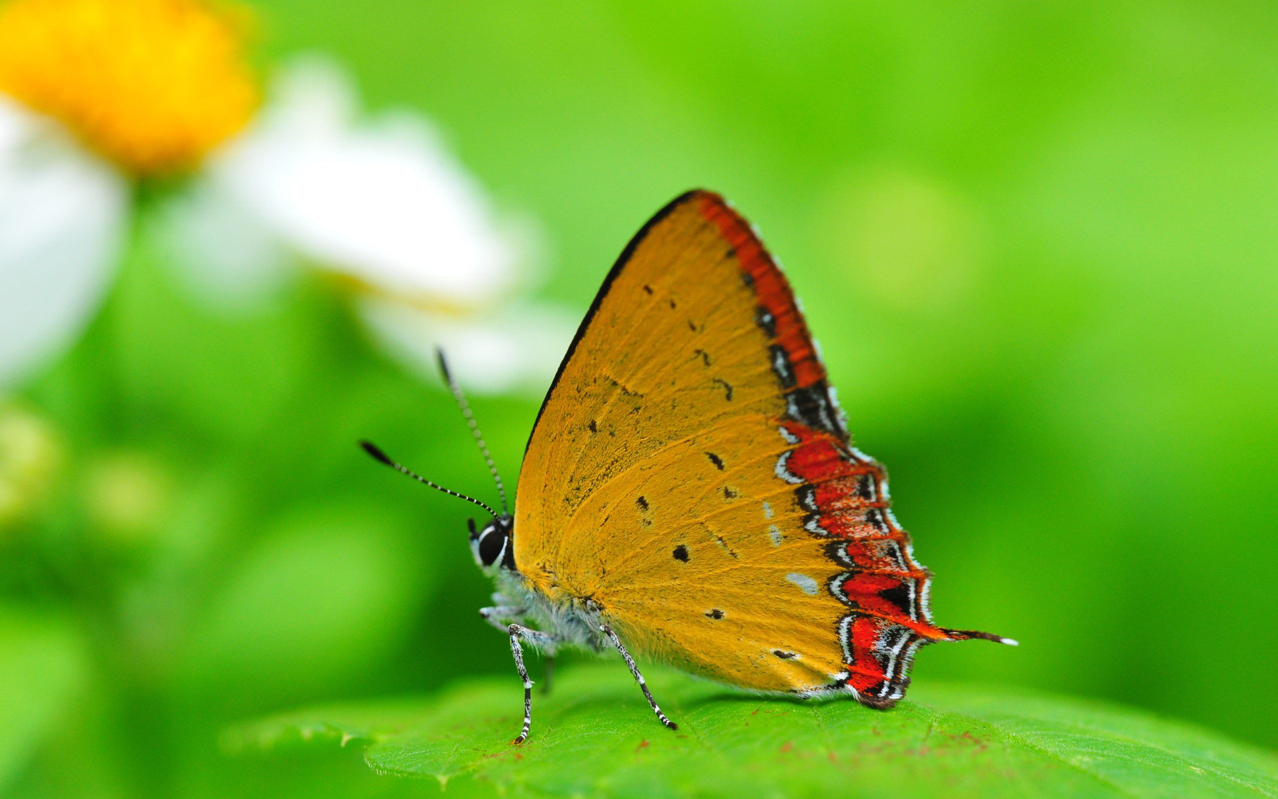 A vibrant orange and red butterfly with delicate black markings rests on a bright green leaf, with a soft-focus background of green foliage and blurred yellow and white flowers