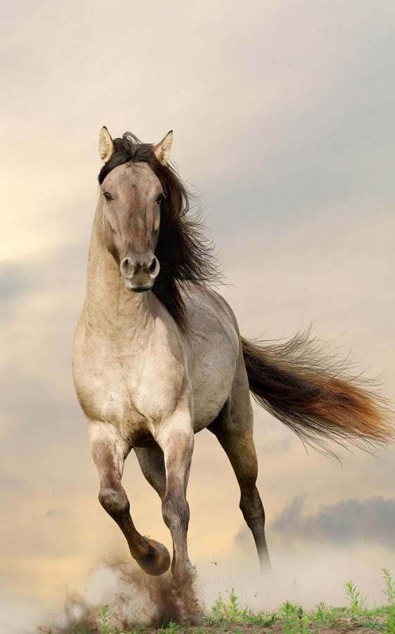 Horses Live Wallpaper For Android And Software