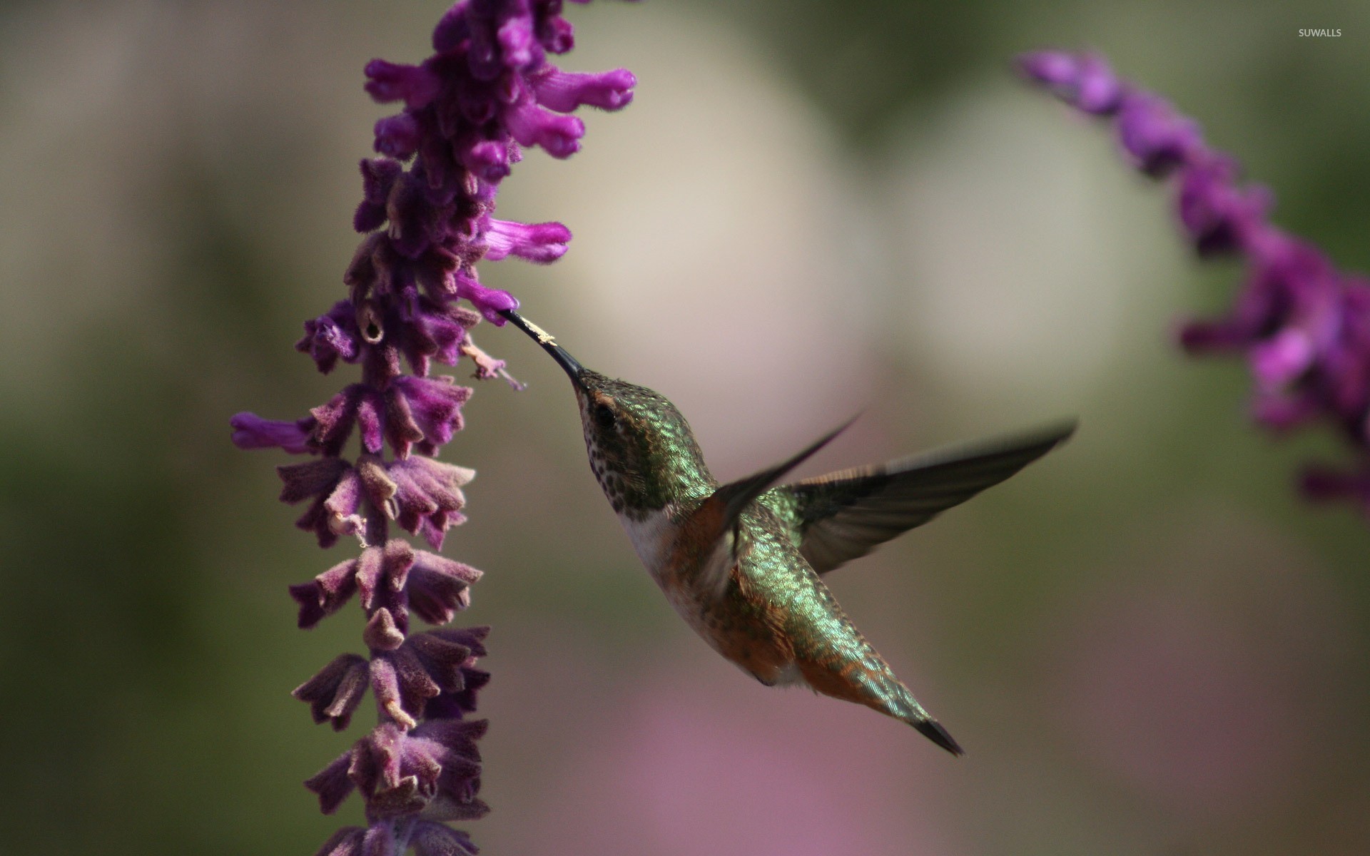 Hummingbird Wallpaper Animal