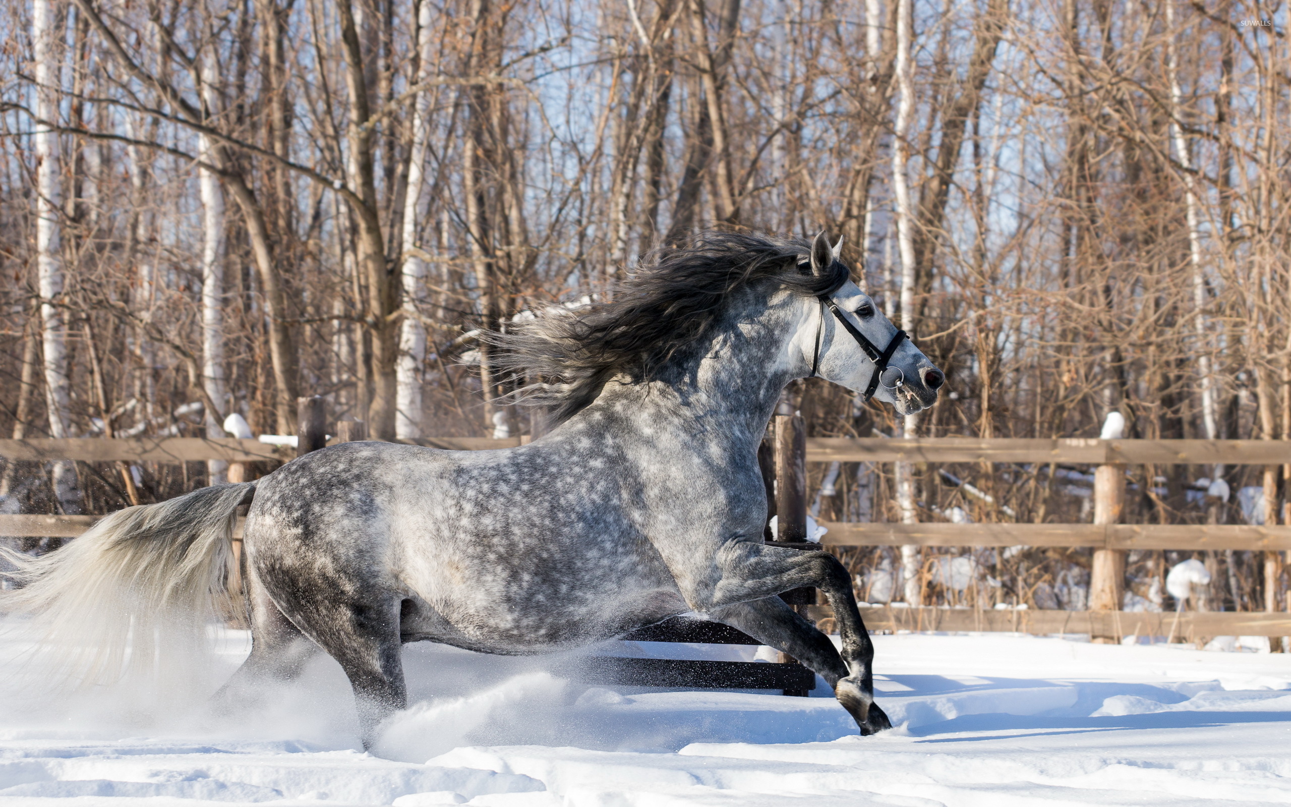 Gray Horse Running In The Snow Wallpaper Animal
