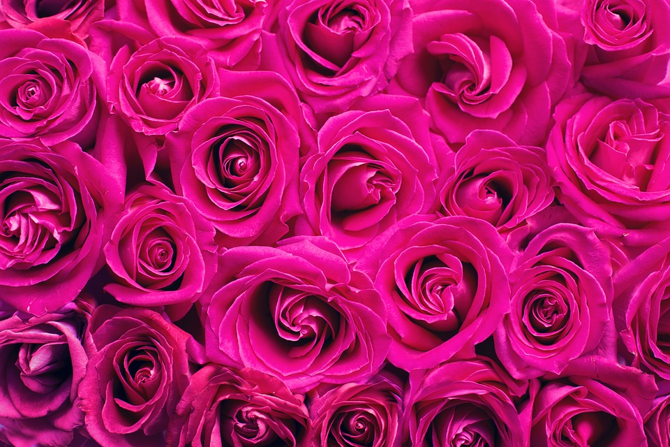 Pink Roses Background Free photo on