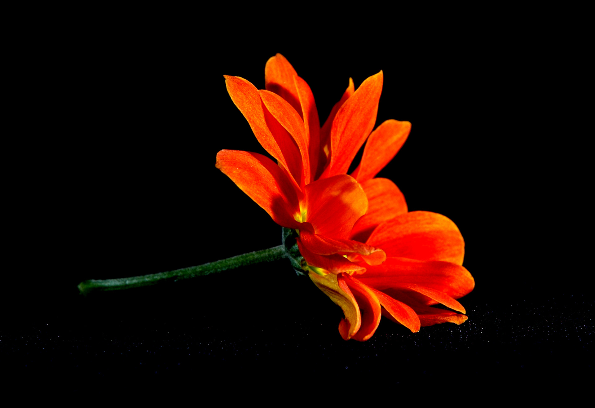 Orange Flowers Wallpaper