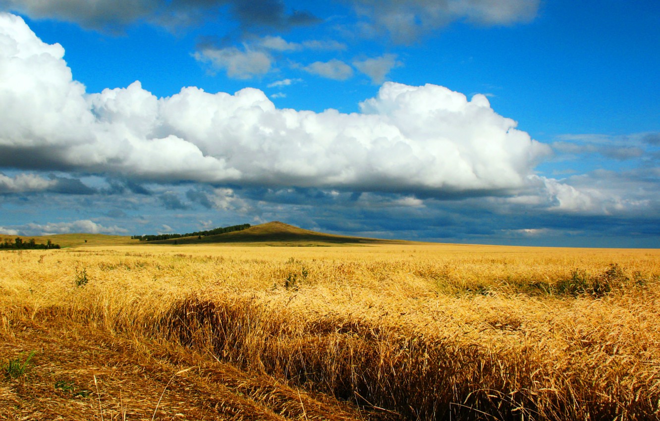 Wallpaper Road Wheat Field Autumn The Steppe Song Kazakhstan