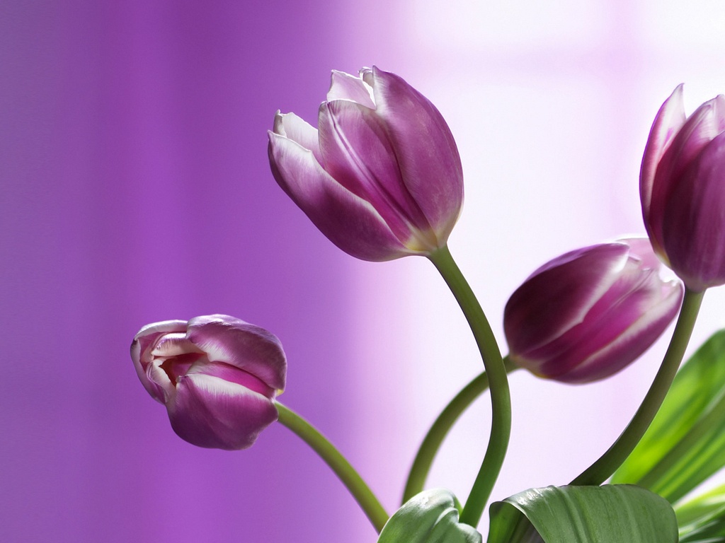 Purple Lilies Pictures Wallpaper And Desktop Flowers