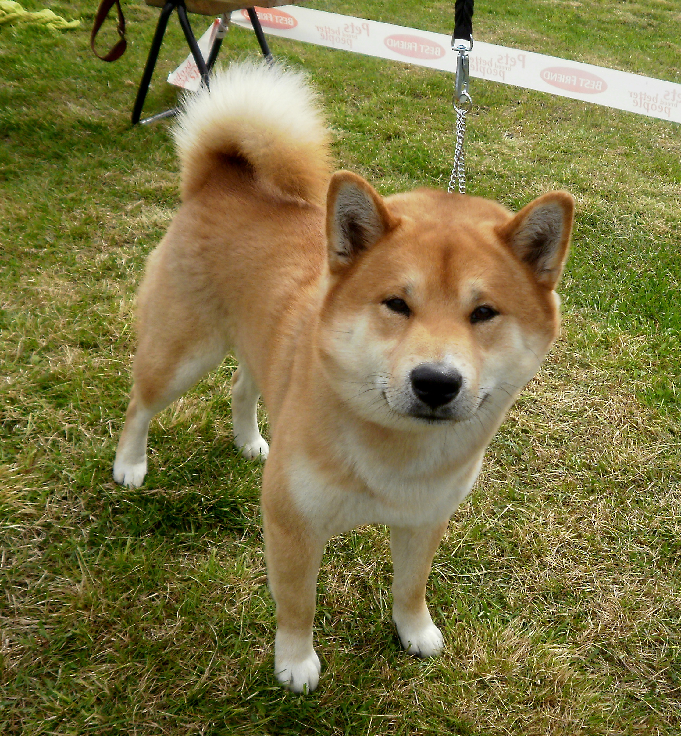 Cute Shiba Inu Dog Photo HD Wallpaper Res