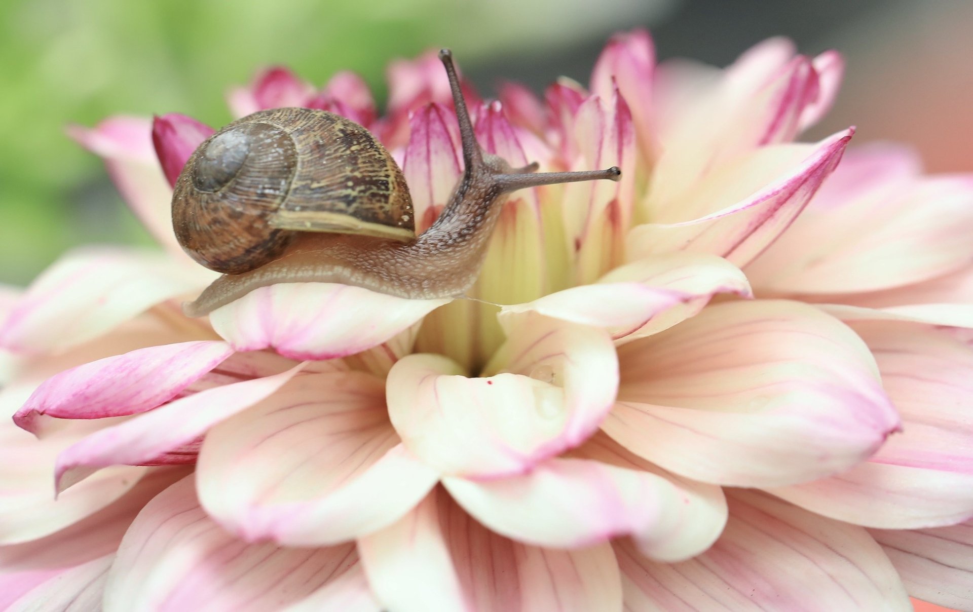 Insect Dahlia Macro Food Snail HD Wallpaper