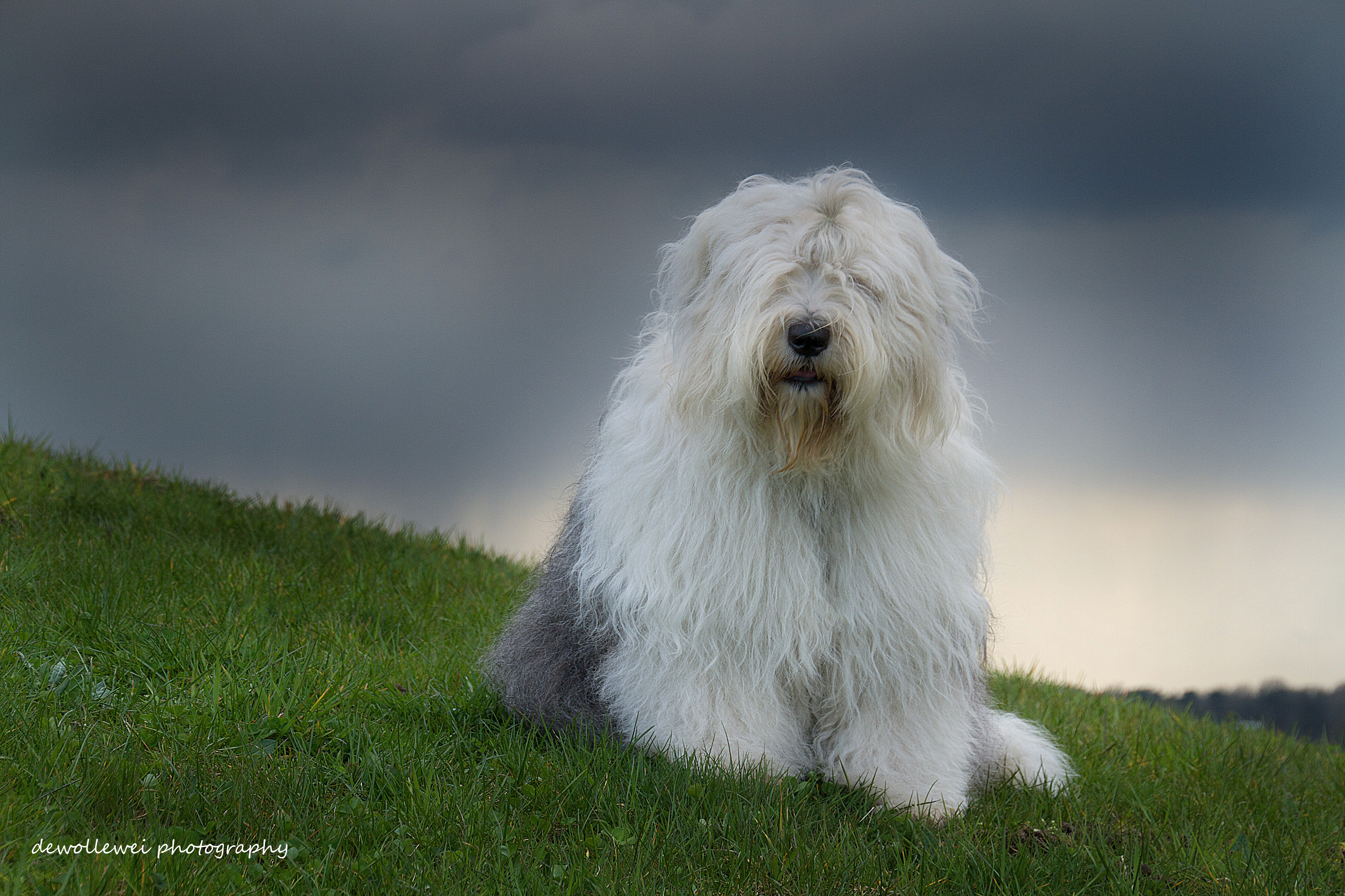 old english sheepdog dog sophie dewollewei photography wallpapers