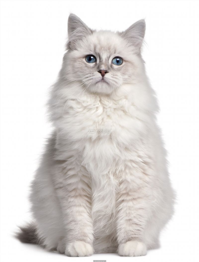 Ragdoll Kitten Months Old In Front Of White Background Poster