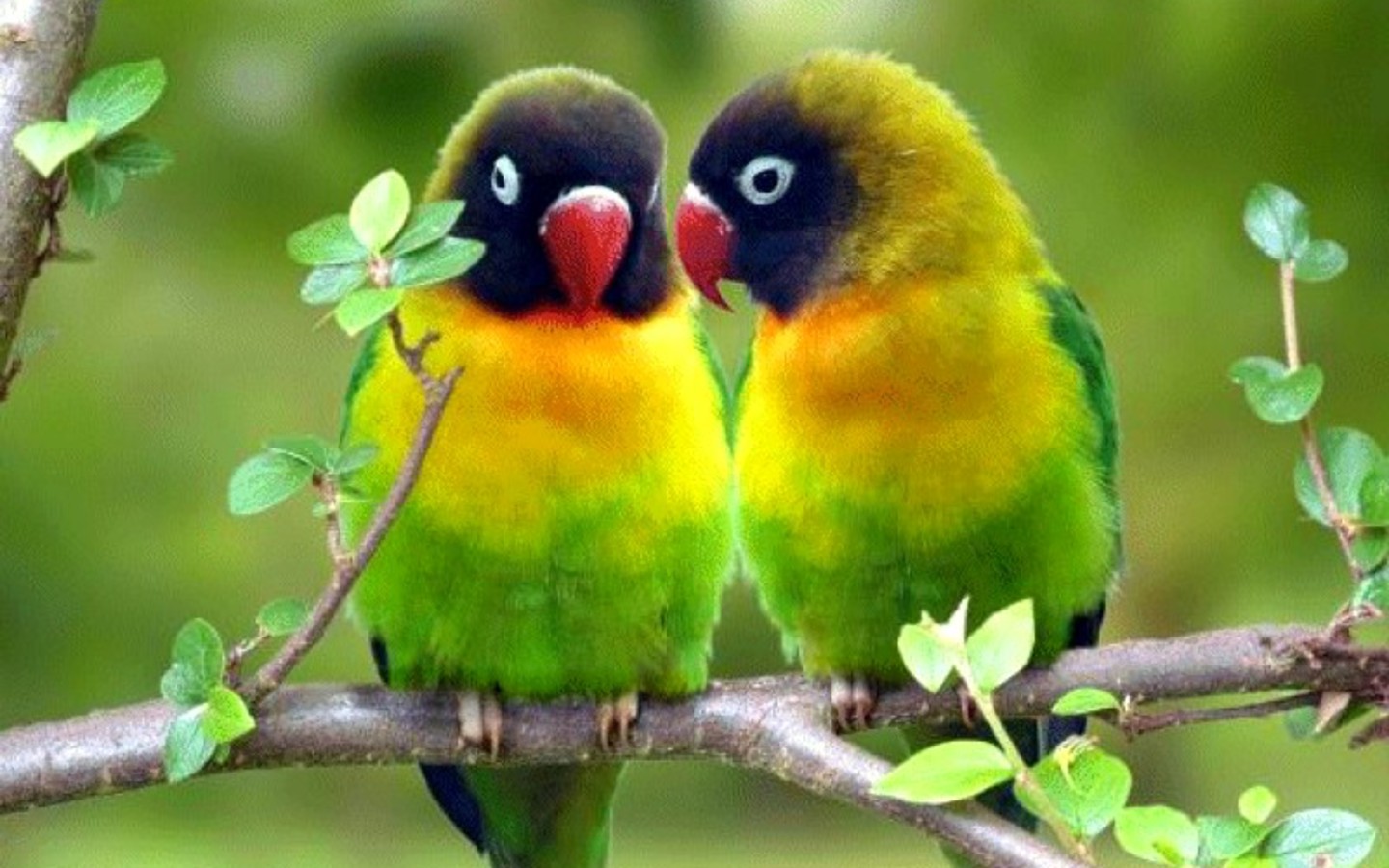Wallpaper Photo And All Redparrots Pictures