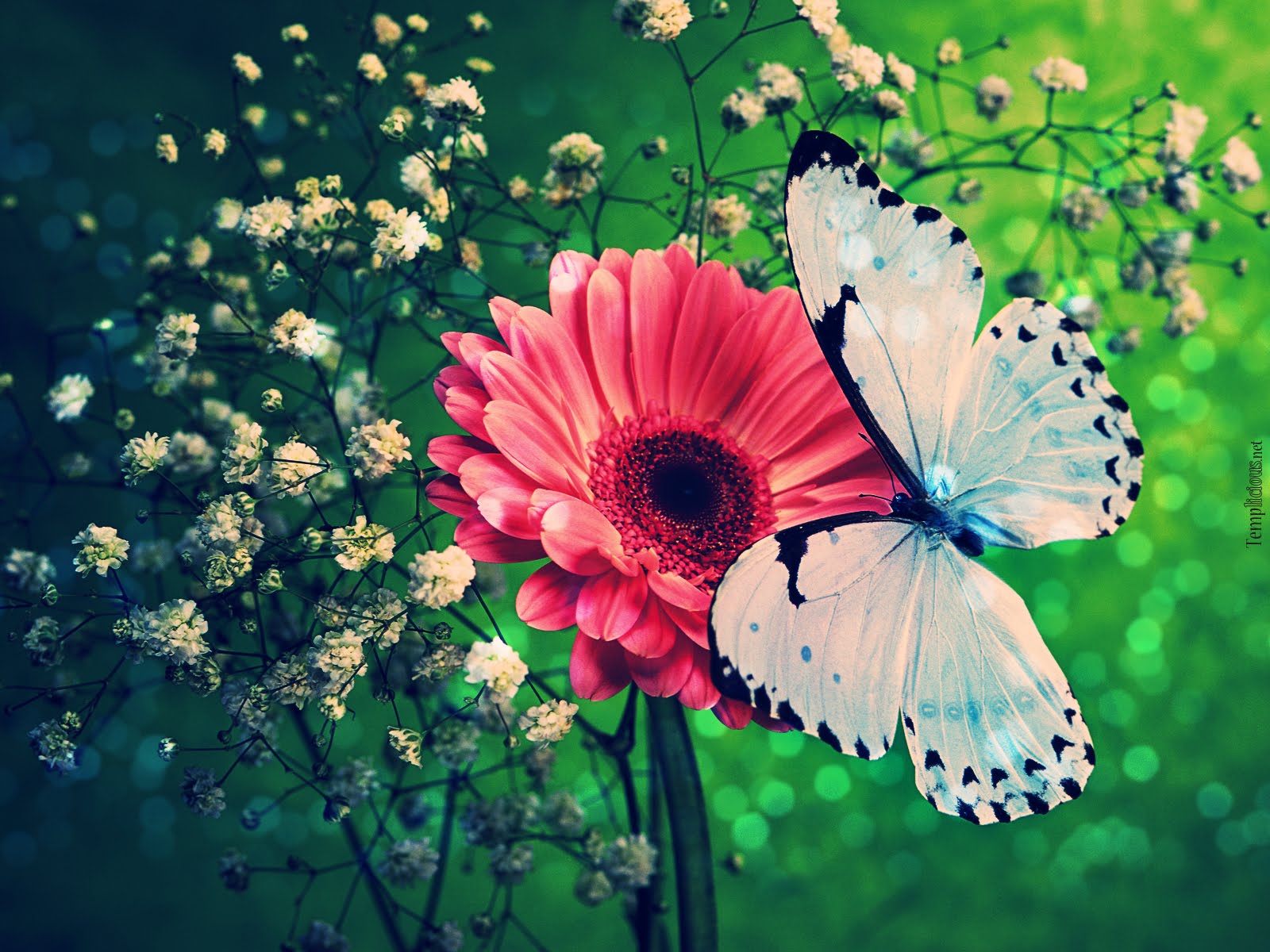 Butterfly Photography Wallpaper