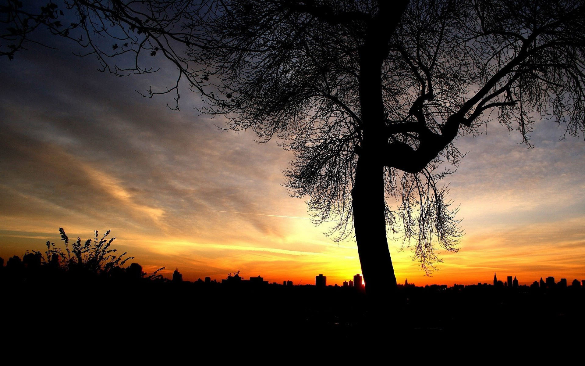 Tree silhouette in the evening sky wallpaper 12688