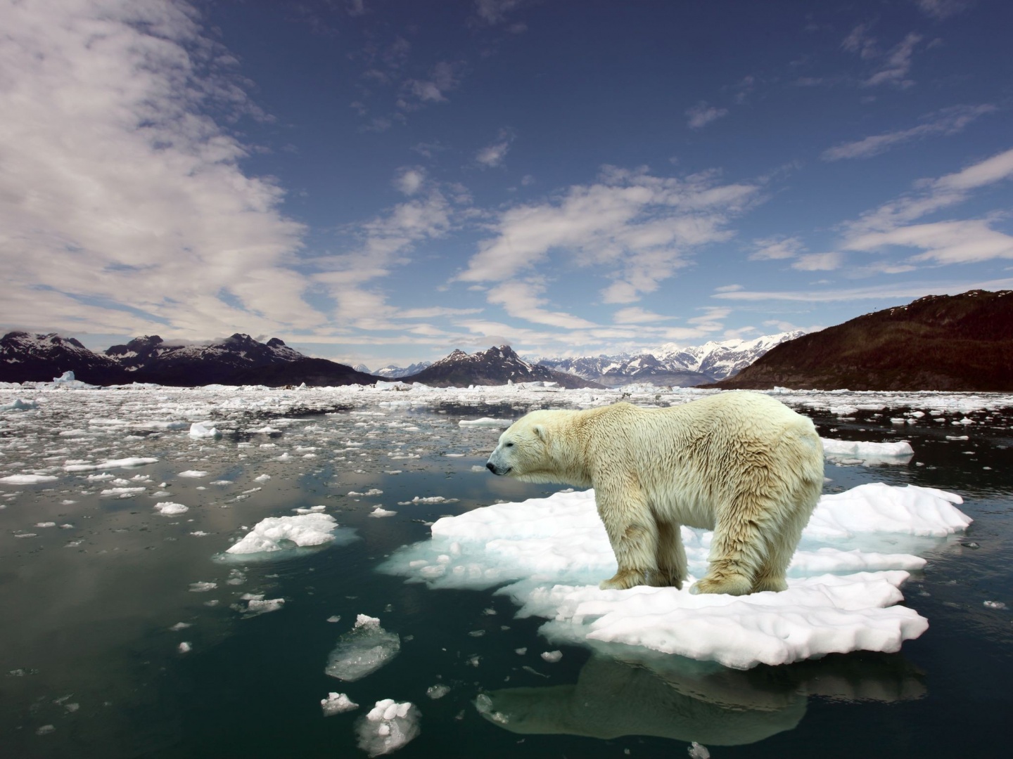HD Wallpaper Animal A Polar Bear On Small Piece Of Ice Search These