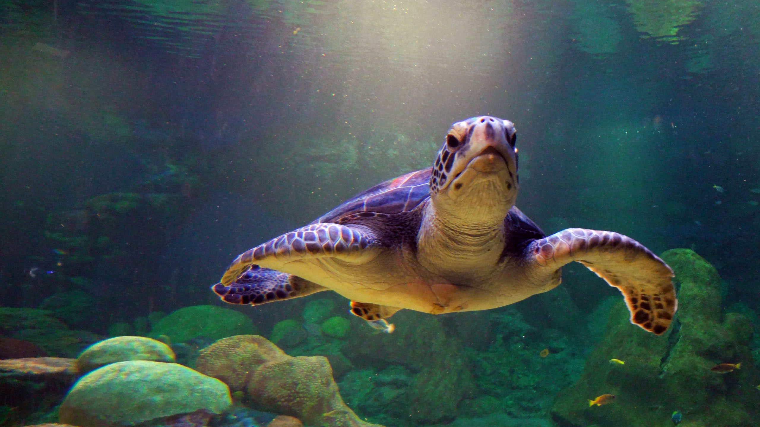 Wallpaper Sea Turtle Diving