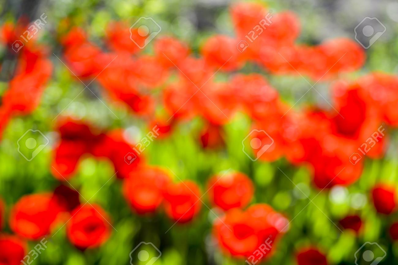 Blurred Abstract Background Of Red And Green Color Image