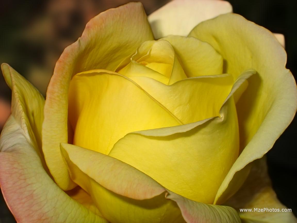 Yellow Roses Wallpaper HD For Walls Mobile Phone Widescreen