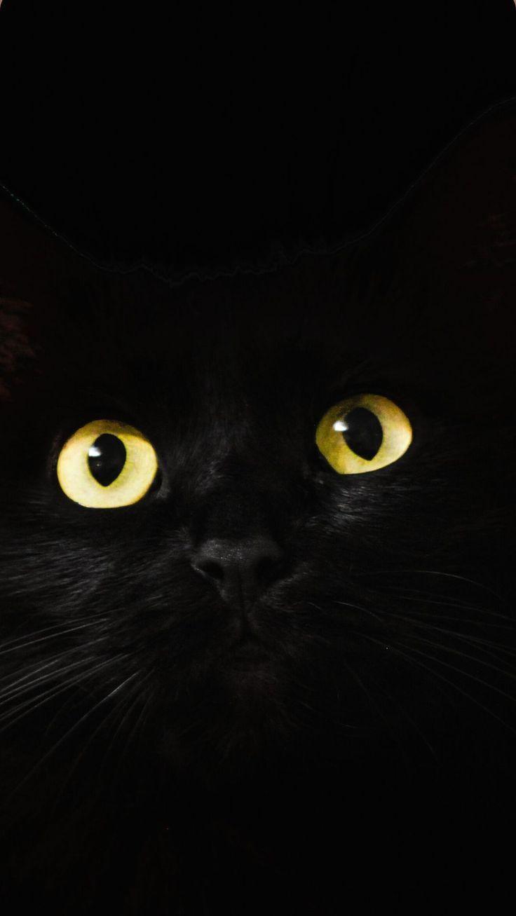 Free download Black Cat Pictures Aesthetic Black Cat Wallpaper ...