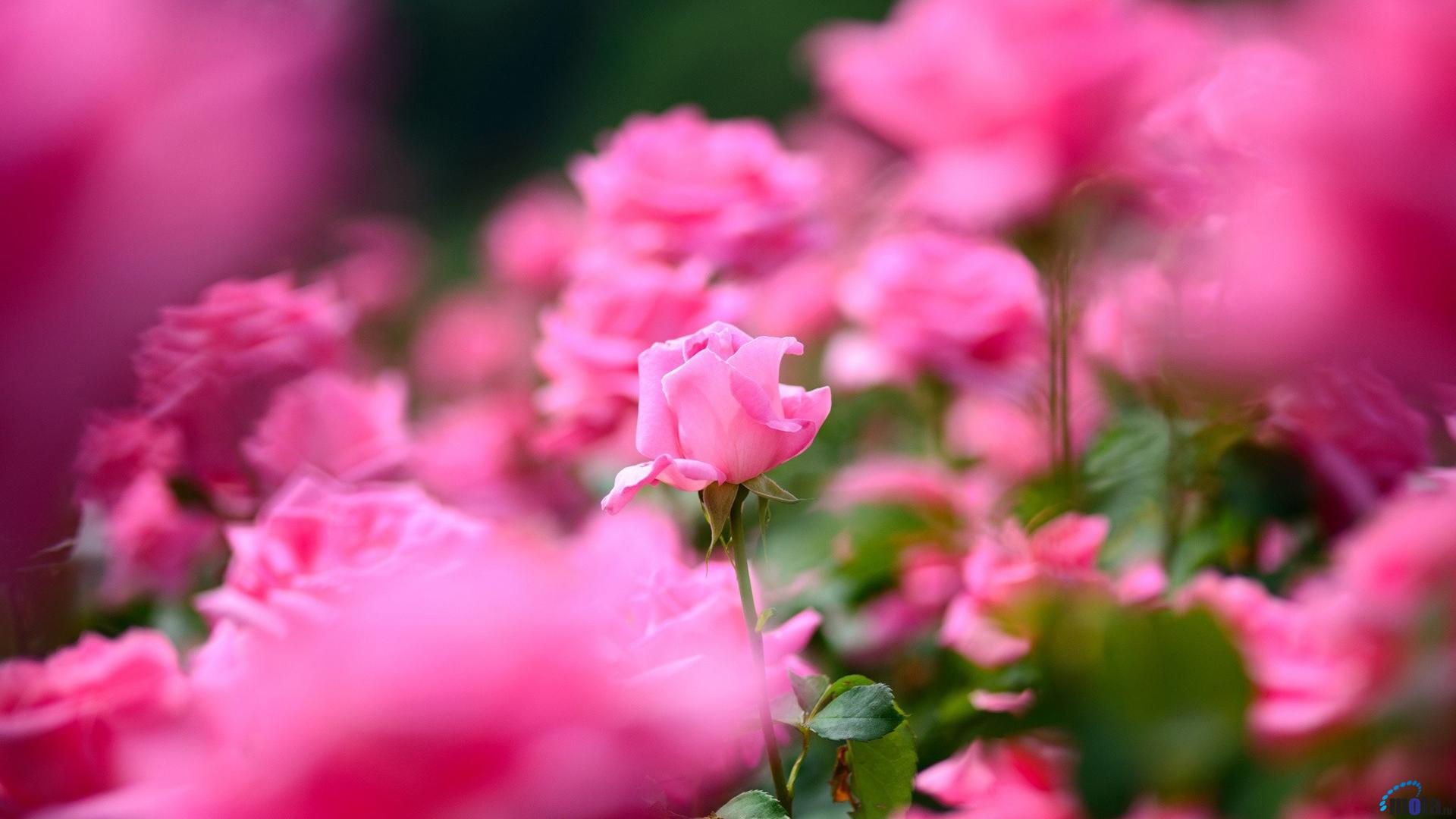 Wallpaper Rose Garden X HDtv 1080p Desktop