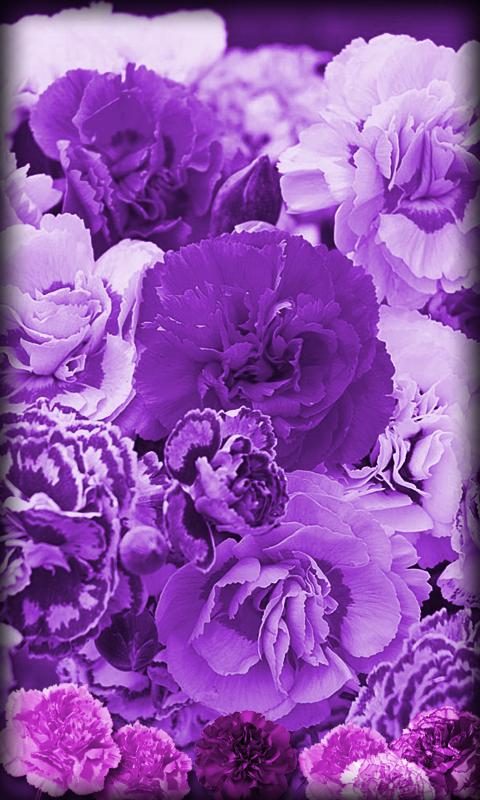 Purple Flowers Live Wallpaper Android Apps On Google Play