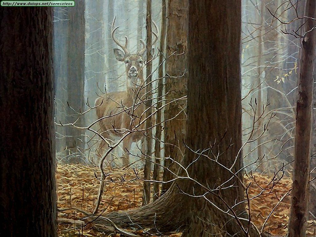 Whitetail Deer Background Ing Gallery
