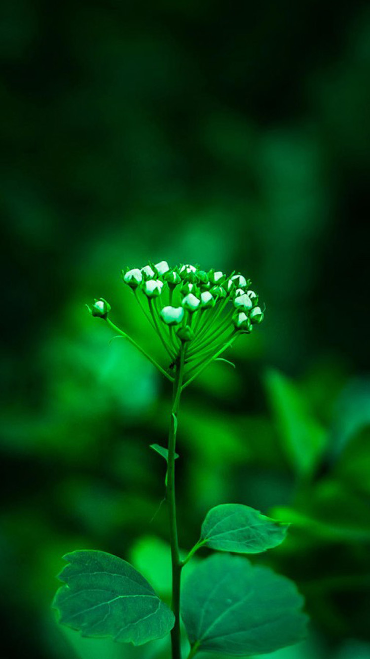 Pretty Green Plant iPhone Wallpaper HD